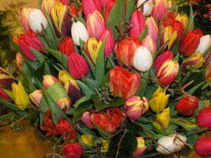 tulipan