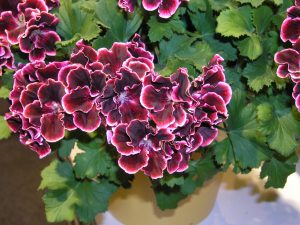 Intense farger med burgunderrød Engelsk pelargonia