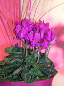 Alpefiol i rosa omgivelser