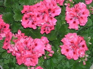 Engelsk pelargonia
