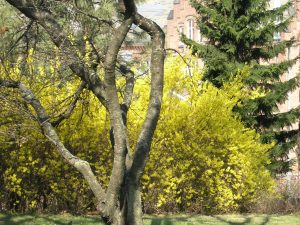 Forsythia, gullbusk, en av vårens første og mest intense blomstrende busker