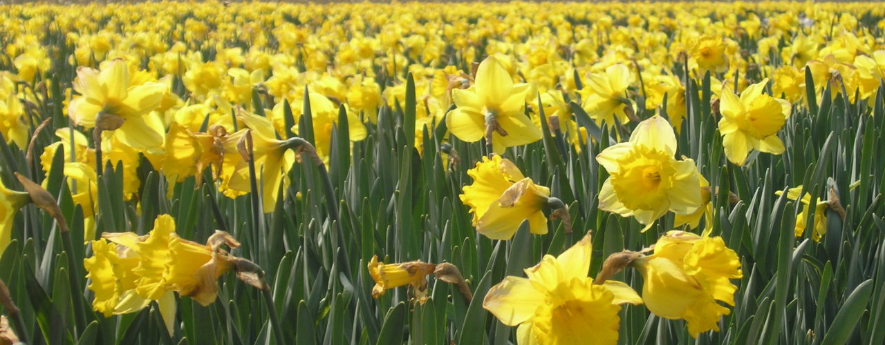 Produksjon av løk til påskeliljer - påskeliljeåker!