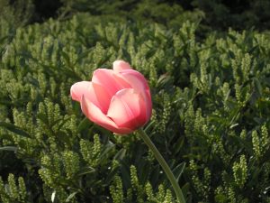 En enkel tulipan i vårsol