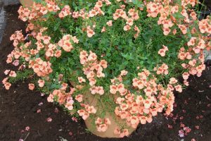 diascia, tvillingblomst