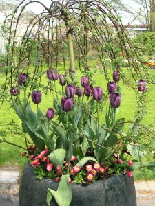 Samplanting i krukke