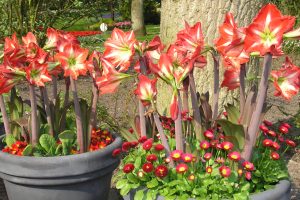 Amaryllis kan også vokse ut om sommeren!