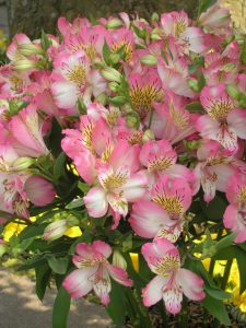 Alstromeria, inkalilje