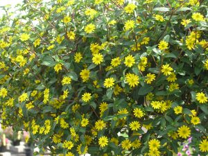 Sanvitalia, solknapp