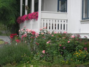 Frittvoksende og frodige bed med rosebusker og stauder