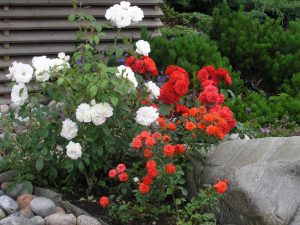 Rosebusker i samplanting kan gi lang blomstringstid