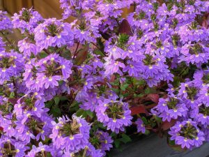 Femtunge, Scaevola