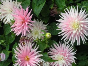 Georginer, Dahlia