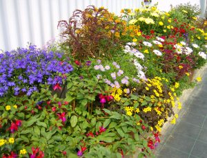 Blomsterbed med sommervekster