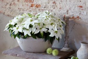 Princettia, Poinsettia, Pure White, kritthvit, hvit julestjerne, interiør