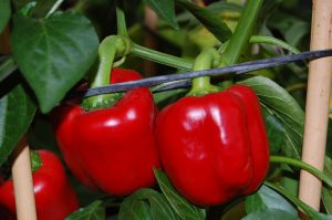 Paprika klar for høsting