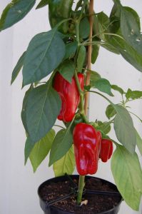 Paprikaplante med frukt