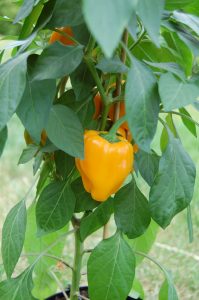 Paprika, mat i hagen eller på balkongen