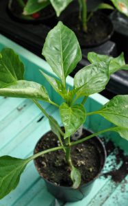 Småplante, paprika