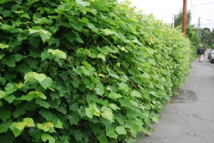 Parklind som hekk, Tilia x europea