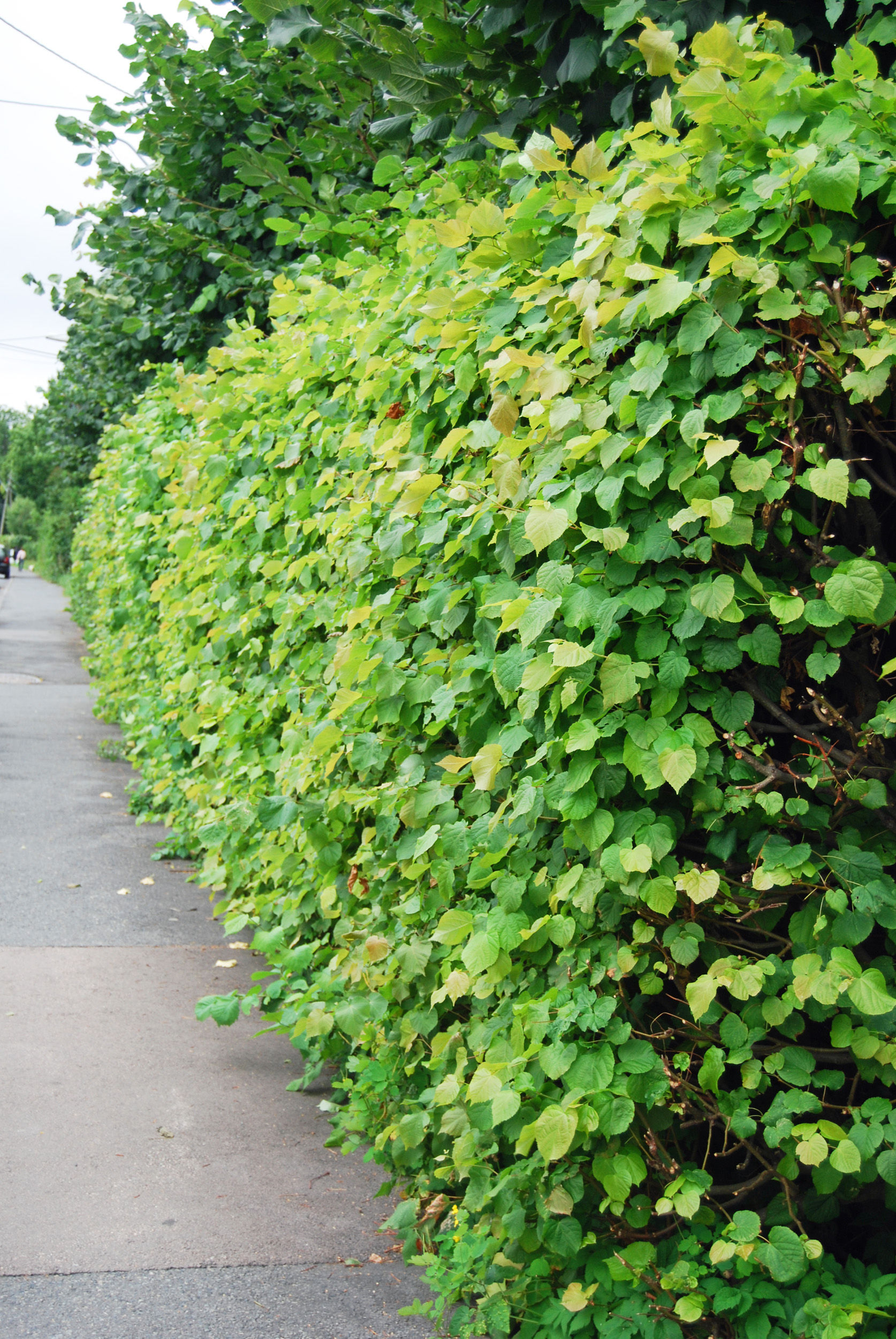 Parklind, Tilia x europea | OBP - Opplysningskontoret for blomster og ...