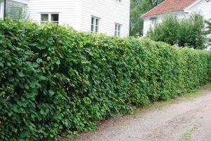 Parklind som hekk, Tilia x europea