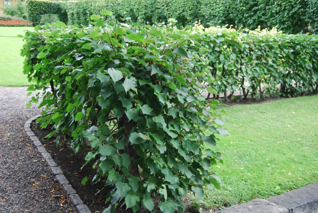 Hekk av parklind, Tilia x europea | OBP - Opplysningskontoret for ...