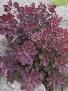 Parykkbusk, Cotinus coggygria