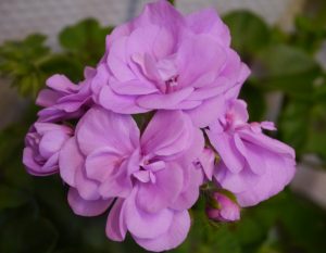 Pelargonium