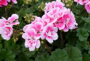 Pelargonium
