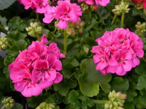 Pelargonium