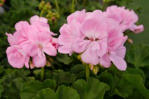 Pelargonium