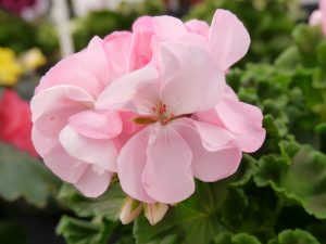 Pelargonium
