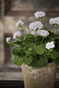 Pelargonium