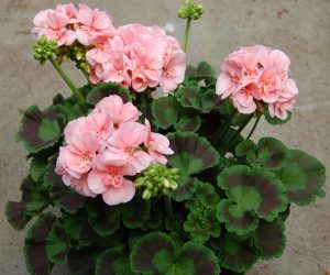 Pelargonium