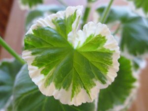 Pelargoniumblad