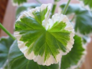 Pelargoniumblad