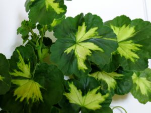 Blader av pelargonium med hvite midter