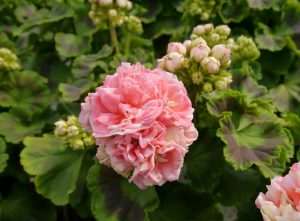 pelargonium