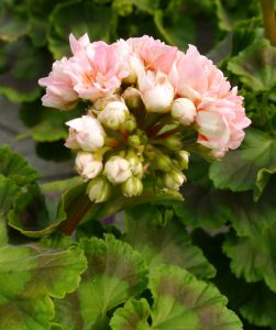 Pelargonia