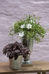 Peperomia og Muehlenbeckia