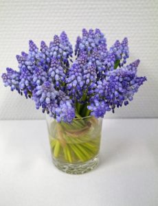 Perleblomster i vase