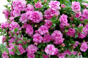 Petunia