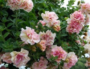 Petunia