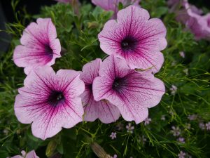 Petunia finnes i mangefarger og fasonger