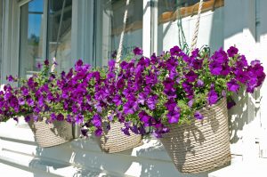 Petunia i ampel