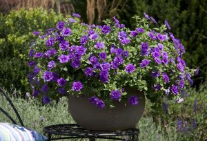 Petunia i blått