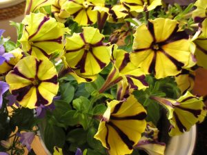Petunia i gult og svart