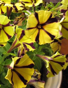 Petunia