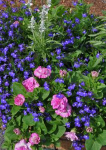 Petunia, lobelia og salvie