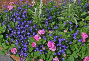 Petunia, lobelia og salvie